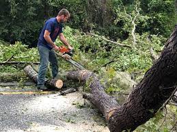 Best Palm Tree Trimming  in Paintsville, KY