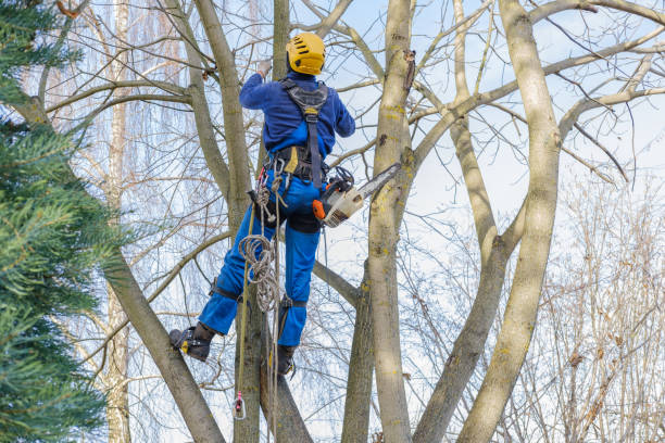 Best Tree Mulching  in Paintsville, KY