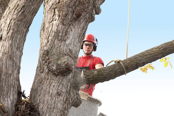 Reliable Paintsville, KY Tree Services Solutions